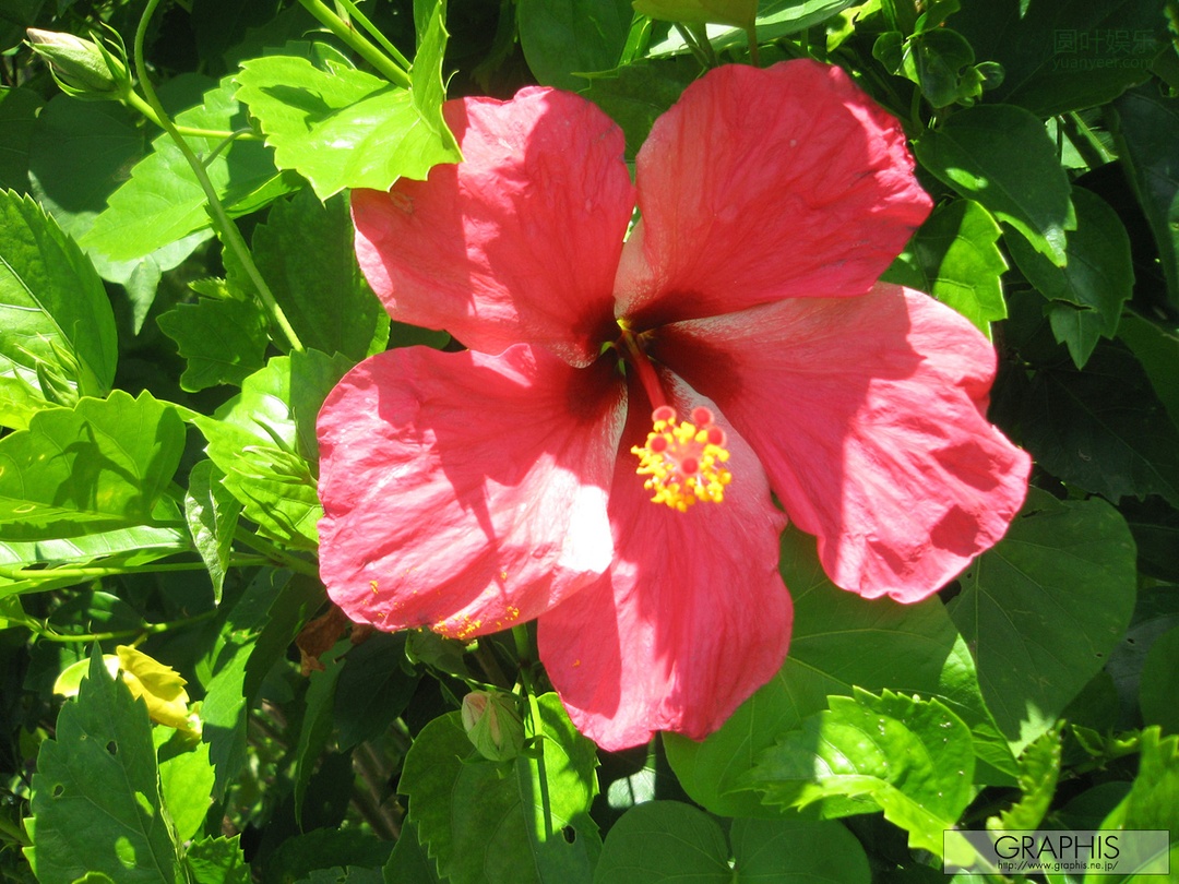 (2009 - 12 - 18) AKIYAMA Shouko (秋山祥子) - Lucky