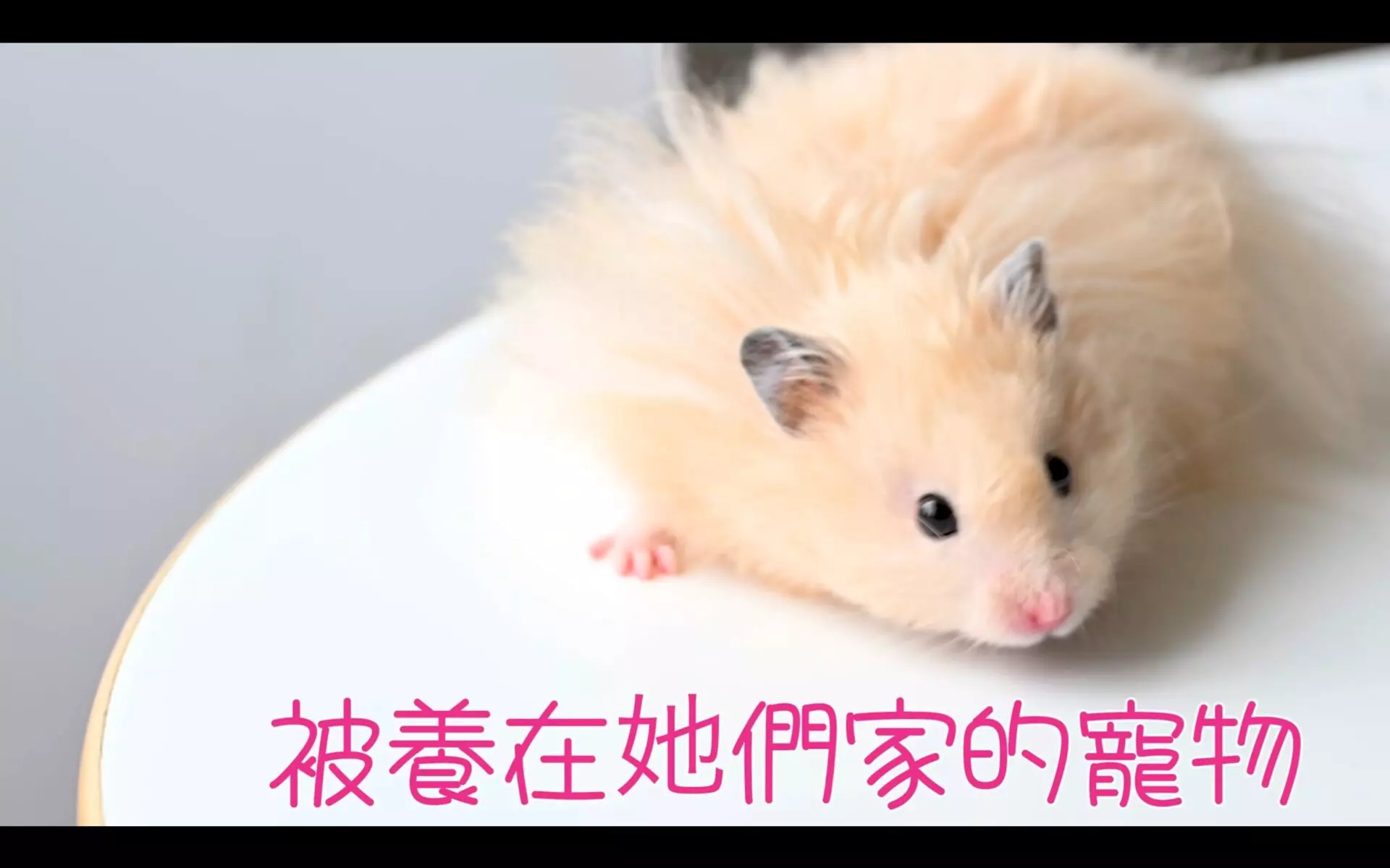 人鼠恋《HamKi转生为仓鼠的我与三姐妹的甜蜜生活》Steam恋爱游戏!疗愈又逗趣!