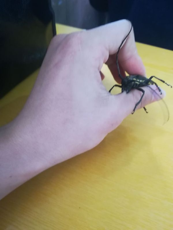 以牙还牙