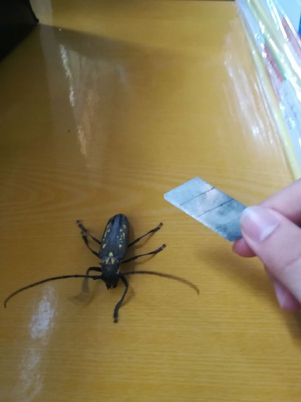 以牙还牙