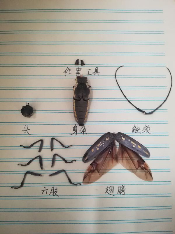 以牙还牙
