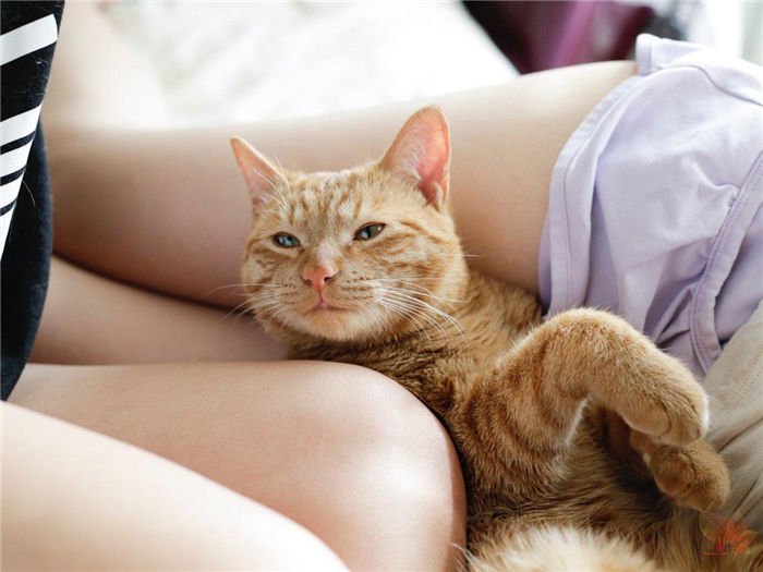 日本摄影师青山裕企与他的《猫与大腿》写真