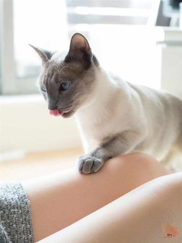 日本摄影师青山裕企与他的《猫与大腿》写真