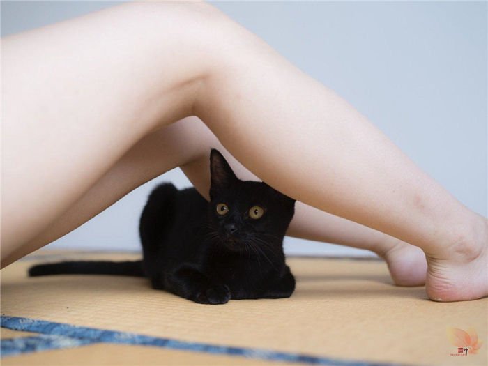 日本摄影师青山裕企与他的《猫与大腿》写真