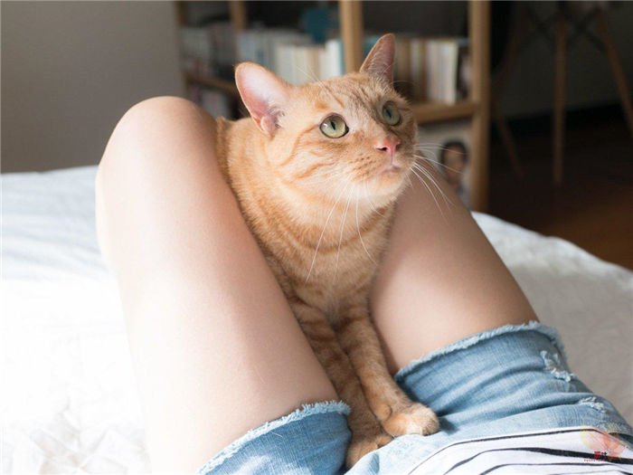 日本摄影师青山裕企与他的《猫与大腿》写真