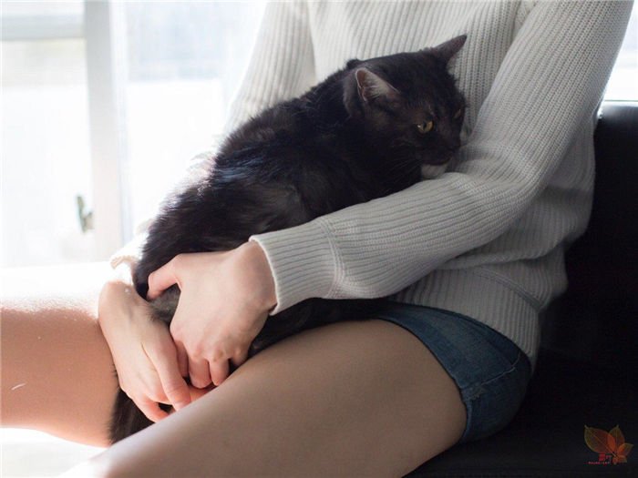 日本摄影师青山裕企与他的《猫与大腿》写真