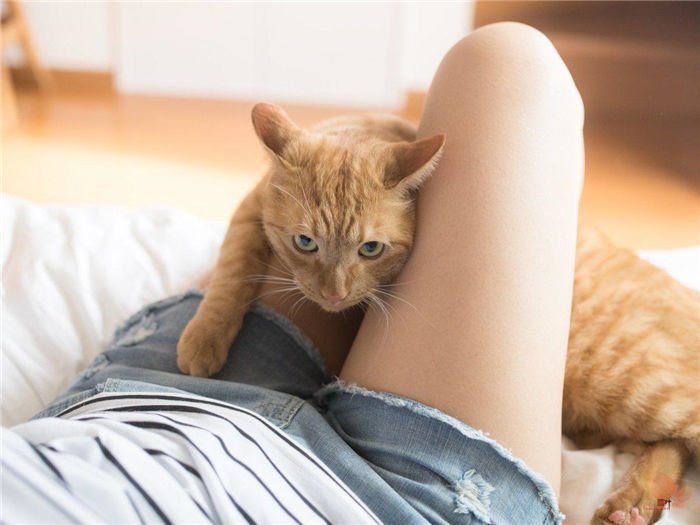 日本摄影师青山裕企与他的《猫与大腿》写真