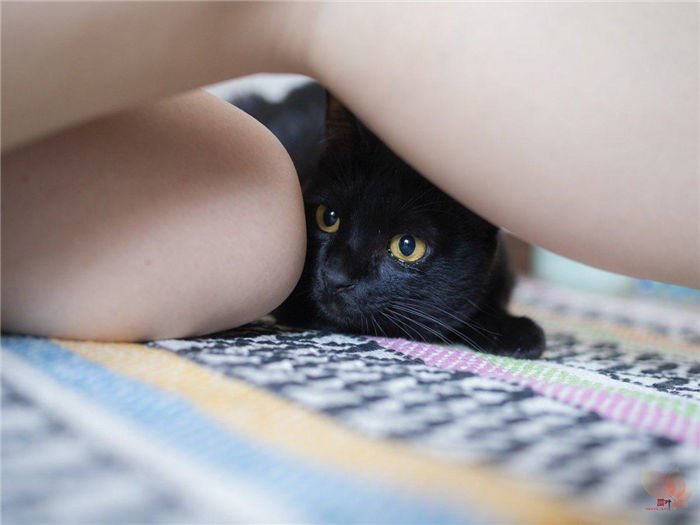 日本摄影师青山裕企与他的《猫与大腿》写真