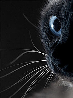 黑猫