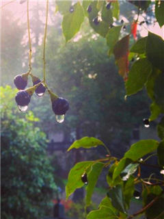 塔什干晨雨