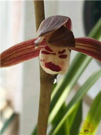 不情愿的兰花
