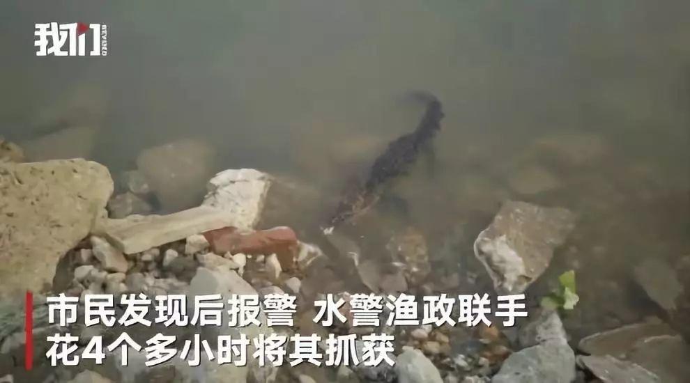 放生鳄鱼来积德:你的善良，是在作孽