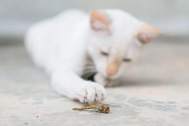 猫能吃虫子吗？