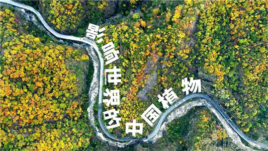影响世界的中国植物：这些植物比我们走了更远的路